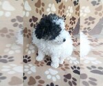 Small Photo #5 Poodle (Miniature) Puppy For Sale in DUNNVILLE, KY, USA