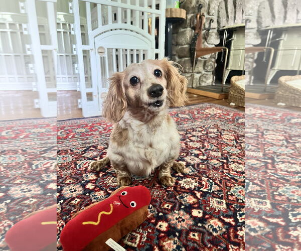 Medium Photo #10 Dachshund Puppy For Sale in Fruitland, SC, USA