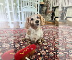 Small #9 Dachshund