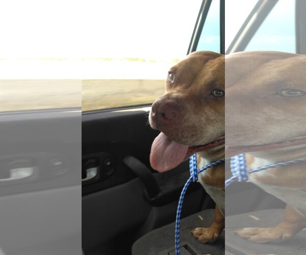 Medium Photo #5 Bulldog Puppy For Sale in Orange Grove, TX, USA