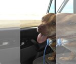 Small Photo #5 Bulldog Puppy For Sale in Orange Grove, TX, USA