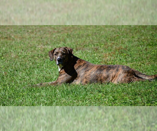 Medium Photo #2 Mutt Puppy For Sale in Ocala, FL, USA