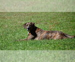 Small #1 Mutt