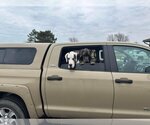 Small Photo #2 Great Dane Puppy For Sale in Bullard, TX, USA