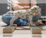 Small Photo #1 Dalmatian Puppy For Sale in FORT DODGE, IA, USA