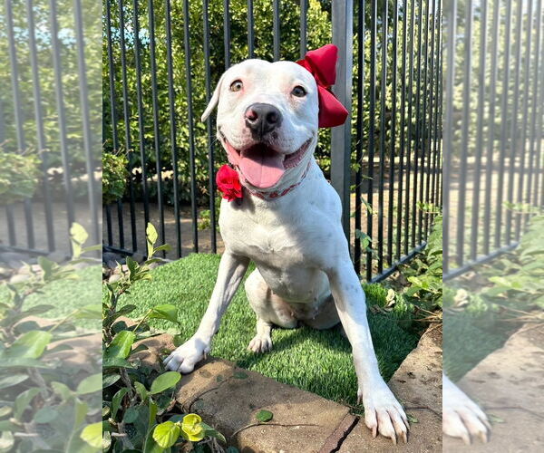 Medium Photo #11 American Pit Bull Terrier-Unknown Mix Puppy For Sale in Redlands, CA, USA