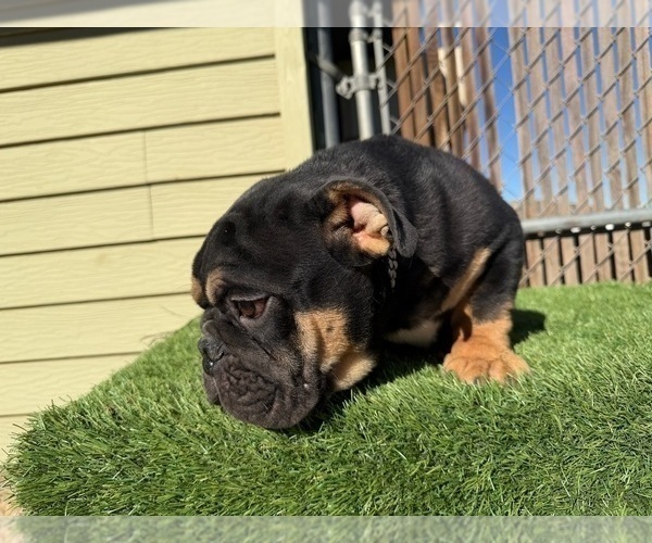 Medium Photo #6 English Bulldog Puppy For Sale in LAS VEGAS, NV, USA