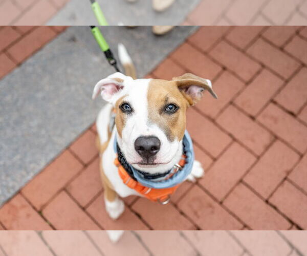 Medium Photo #5 Mutt Puppy For Sale in St. Louis Park, MN, USA