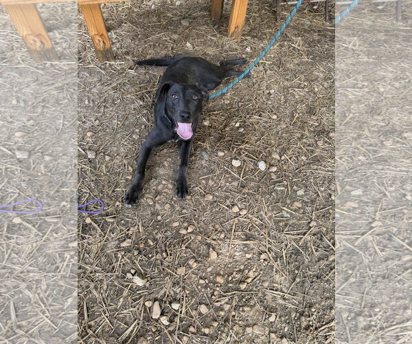 Medium Photo #2 Labrador Retriever-Unknown Mix Puppy For Sale in Jackson, MS, USA
