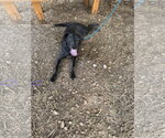 Small #1 Labrador Retriever Mix