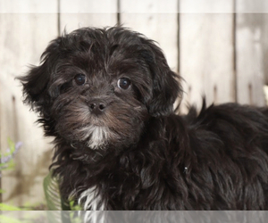 ShihPoo Puppy for sale in MOUNT VERNON, OH, USA