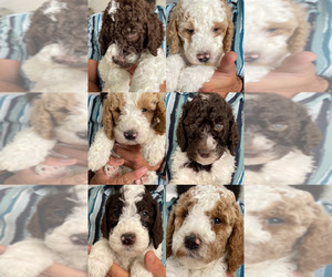 Goldendoodle Puppy for sale in APOPKA, FL, USA