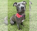 Small #5 American Pit Bull Terrier Mix