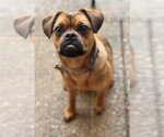 Small Puggle