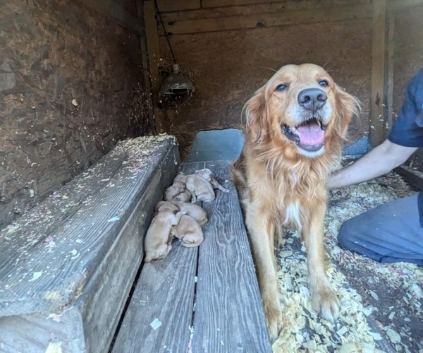 Medium Photo #1 Golden Retriever Puppy For Sale in RAEFORD, NC, USA