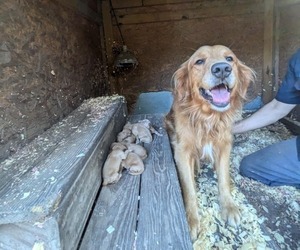 Father of the Golden Retriever puppies born on 05/22/2026
