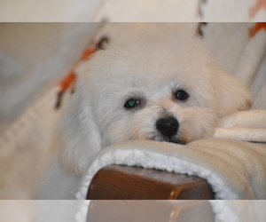 Bichpoo Puppy for sale in ELDORADO, OH, USA
