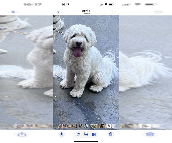 Medium Photo #1 Tibetan Terrier Puppy For Sale in ALEXANDRIA, VA, USA