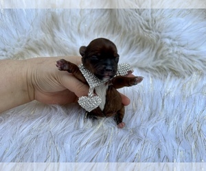 Yorkshire Terrier Puppy for sale in HAYWARD, CA, USA