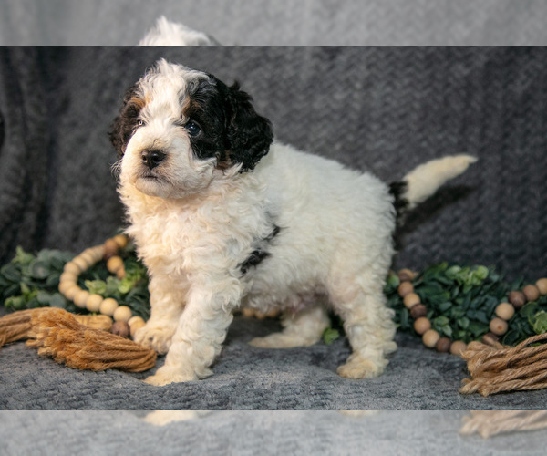 Medium Photo #18 Bernedoodle (Miniature) Puppy For Sale in NAPPANEE, IN, USA
