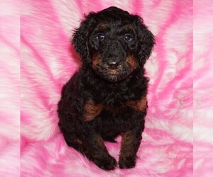 Labradoodle Puppy for sale in LA HABRA, CA, USA