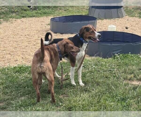 Medium Photo #1 American Foxhound-American Pit Bull Terrier Mix Puppy For Sale in Derwood, MD, USA