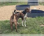 Small American Foxhound-American Pit Bull Terrier Mix