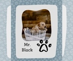 Puppy Mr Black Golden Retriever
