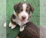 Small Photo #1 Australian Shepherd Puppy For Sale in NELSON, VA, USA