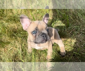 French Bulldog Dog for Adoption in TRACYS LANDING, Maryland USA