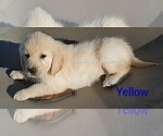 Small #1 English Cream Golden Retriever