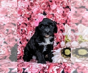 Cavapoo Puppy for sale in NEW HOLLAND, PA, USA