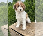 Small #1 Poodle (Miniature)