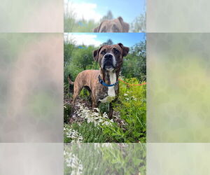 Mutt Dogs for adoption in Weaverville, NC, USA