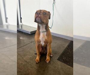 American Pit Bull Terrier Dogs for adoption in Orange, CA, USA
