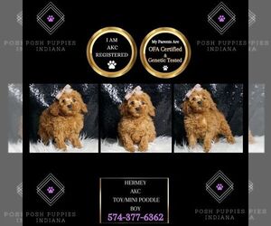 Poodle (Miniature) Puppy for sale in WARSAW, IN, USA