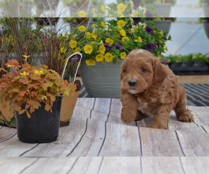 Goldendoodle-Poodle (Toy) Mix Litter for sale in GREENWOOD, WI, USA