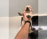 Small Photo #5 Golden Labrador Puppy For Sale in PORT ORANGE, FL, USA