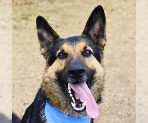 Medium Photo #1 German Shepherd Dog-Unknown Mix Puppy For Sale in San Antonio, TX, USA
