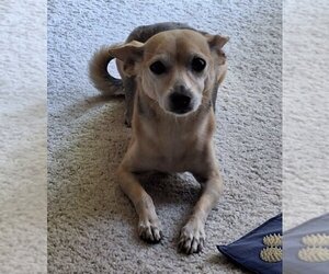 Chihuahua-Unknown Mix Dogs for adoption in Marina Del Rey, CA, USA