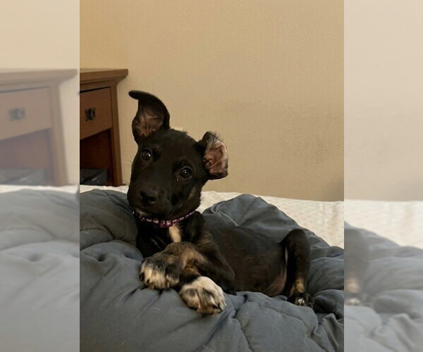 Medium Photo #4 Mutt Puppy For Sale in Queen Creek, AZ, USA