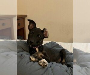 Kora - Female Mutt Dog for Adoption - Photo #4