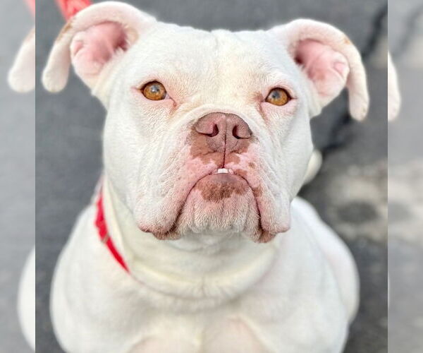 Medium Photo #9 American Bulldog-Unknown Mix Puppy For Sale in Canton, CT, USA