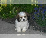 Small #2 Cavachon