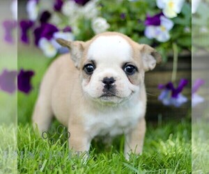 French Bulldog Puppy for sale in RONKS, PA, USA