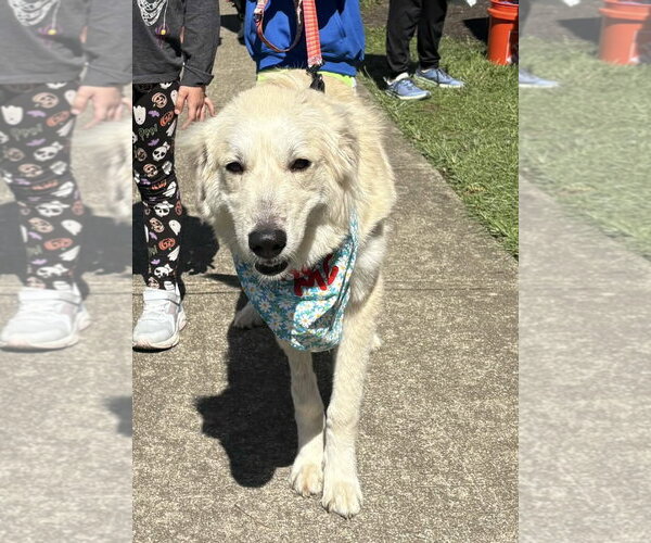 Medium Photo #3 Great Pyrenees-Unknown Mix Puppy For Sale in Germantown, OH, USA