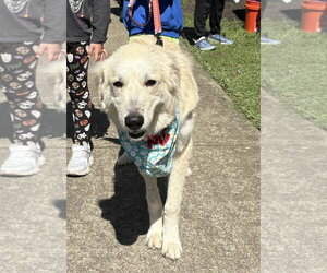 Vittoria - Female Great Pyrenees-Unknown Mix Dog for Adoption - Photo #3