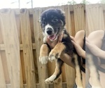Puppy 8 Australian Shepherd-Border-Aussie Mix