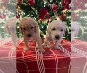 Goldendoodle Puppy for sale in FLOWERY BRANCH, GA, USA