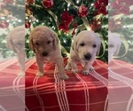 Small Photo #1 Goldendoodle Puppy For Sale in FLOWERY BRANCH, GA, USA